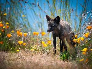 Black, Meadow, Flowers, fox