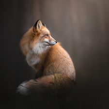 ginger, Fox