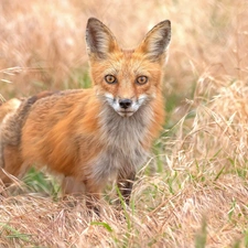 ginger, dry, grass, Fox