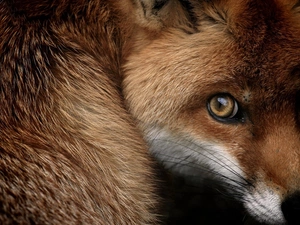 Eyes, The look, Fox, mouth, ginger