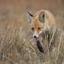 ginger, Black, paws, Fox