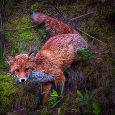 ginger, Moss, Plants, Fox