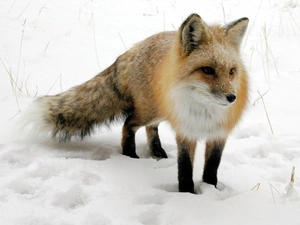 ginger, an, snow, Fox