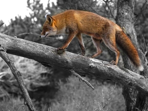 ginger, dry, trees, Fox