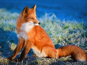 Fox, ginger