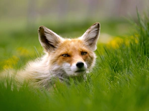 fox, grass
