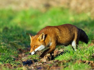 Fox, grass