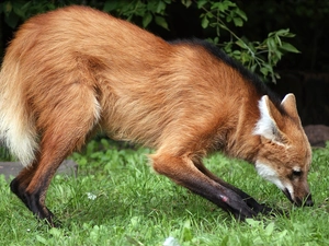 Fox, grass