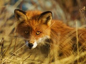 Head, blades, grass, Fox