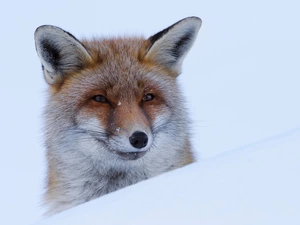 Fox, snow, muzzle