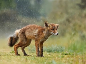 Fox, Rain