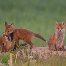 Three, foxes, fox, little doggies