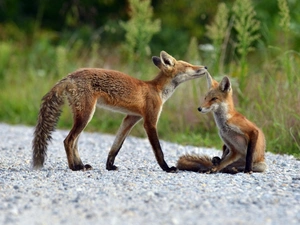 grass, Two cars, foxes