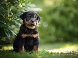 Shepherd French Beauceron, dog, Puppy