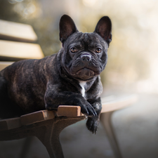 French Bulldog, Bench