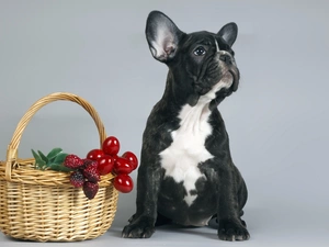 Buldog, basket, Fruits, french