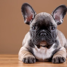 French Bulldog, Puppy