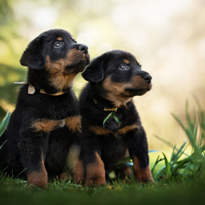 Two cars, Shepherd French Beauceron, grass, puppies