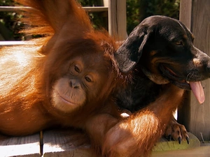 friends, orangutan, dog