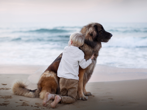 Leonberger, Kid, sea, friends, Beaches, dog