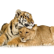 friends, Lioness, tiger