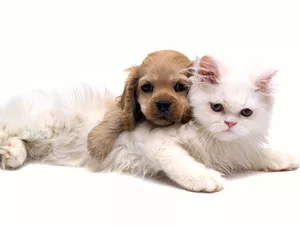 friendship, cat, dog