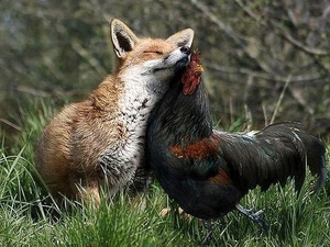 friendship, Fox, rooster
