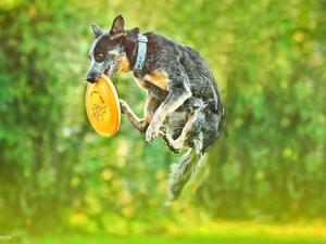 Australian Dog, jump, Frisbee, Australian cattle dog