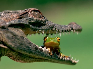 frog, mouth, Crocodile
