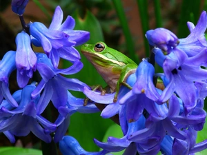 frog, Flowers