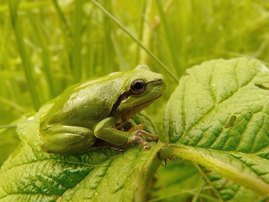 frog, Green, strange frog