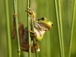 strange frog, frog, bamboo, wood