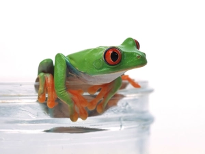 frog, jar