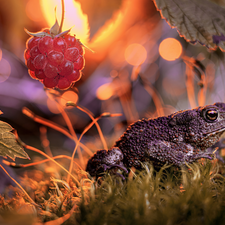 strange frog, Leaf, grass, raspberry