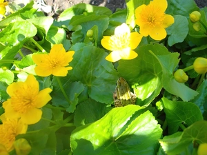 marigolds, Green, strange frog