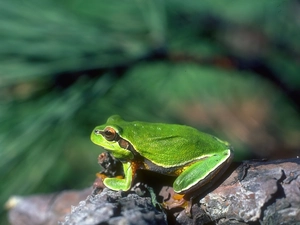 Stone, Green, strange frog