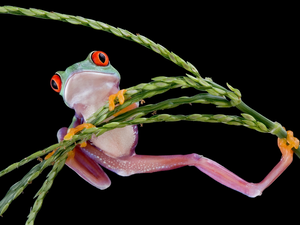 The herb, strange frog, Red eyed tree frog