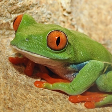 Red eyed tree frog, Green, strange frog