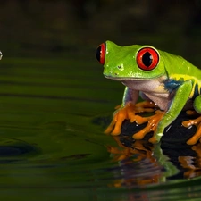 strange frog, water, drops, Red eyed tree frog