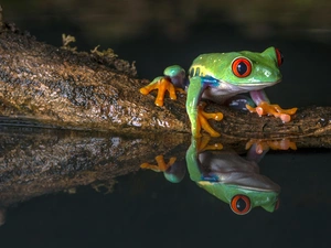 strange frog, water, reflection, Red eyed tree frog