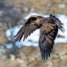 flight, Bird, Eagle Front