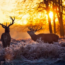 sun, forest, Meadow, luminosity, Przebijające, Deer, frosted, dawn, flash, ligh