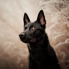 dog, frosty, Plants, Black German Shepherd Dog