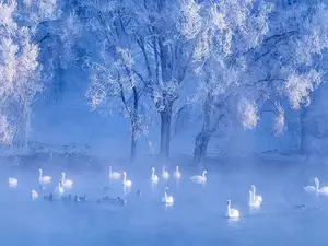 Fog, Swan, viewes, ducks, trees, lake, winter, frosty
