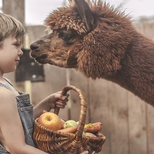 vegetables, Fruits, Alpaca, basket, boy