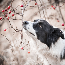 dog, Twigs, Fruits, Border Collie