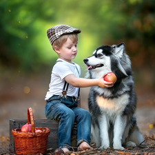 basket, dog, Way, Siberian Husky, boy, Fruits, forest