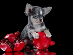 Chihuahua, Fruits, navy blue, dog
