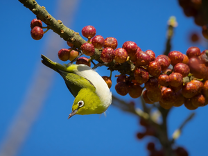 Red, Fruits, Zosterops, twig, Bird