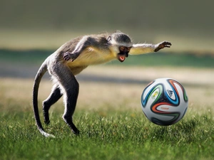 football, Funny, Ball, grass, Monkey